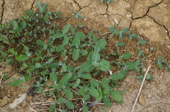 Atriplex aucheri