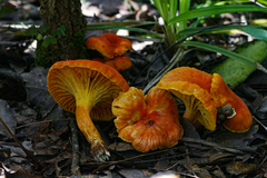 Cantharellus platyphyllus