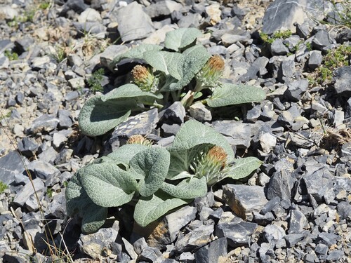 Berardia lanuginosa, photograph 5