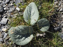 Berardia lanuginosa, photograph (c) Louis Aureglia, some rights reserved (CC BY)