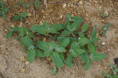 Atriplex aucheri