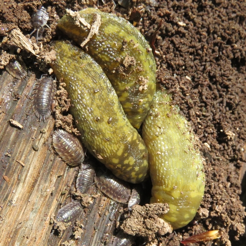 Green Cellar Slug