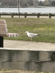 Larus