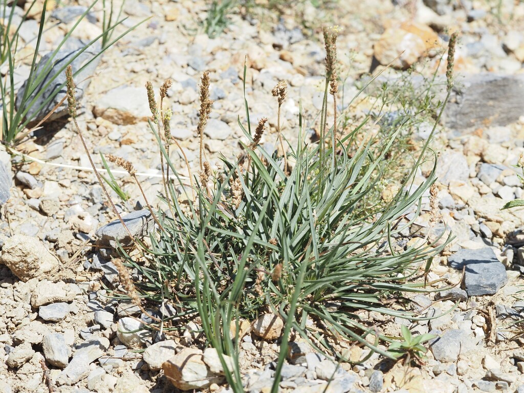 Plantago alpina; photograph (c) Louis Aureglia, some rights reserved (CC BY)