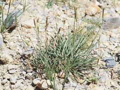Plantago alpina
