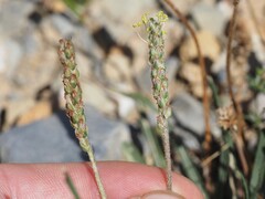 (c) Louis Aureglia, some rights reserved (CC BY) Plantago alpina, photograph (c) Louis Aureglia, some rights reserved (CC BY)