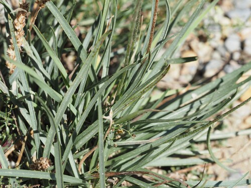 Plantago alpina, photograph 1