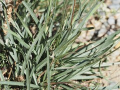 (c) Louis Aureglia, some rights reserved (CC BY) Plantago alpina, photograph (c) Louis Aureglia, some rights reserved (CC BY)