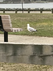 Larus