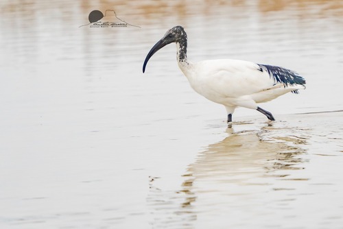 iNaturalist: (c) bakunieddu, some rights reserved (CC BY-NC) iNaturalist image