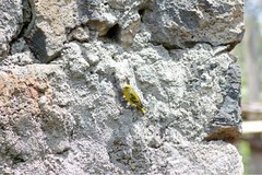 Serinus flavivertex