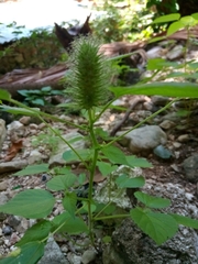Acalypha alopecuroidea