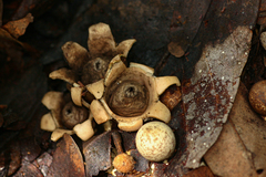 Geastrum schweinitzii