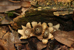 Geastrum schweinitzii