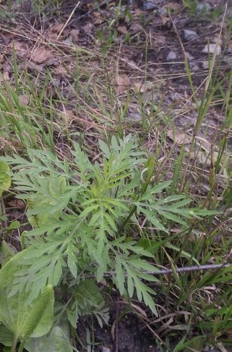common ragweed