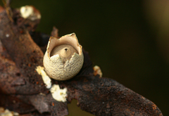 Geastrum schweinitzii