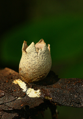 Geastrum schweinitzii