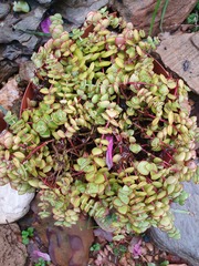 Crassula pellucida marginalis