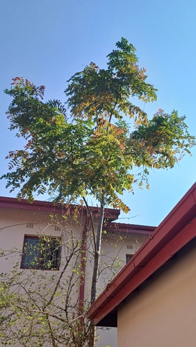 Pink Cedar