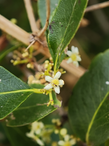 Gymnosporia cassinoides, photograph 4