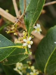 Gymnosporia cassinoides, photograph Daniel Heras González, CC BY, iNaturalist via GBIF