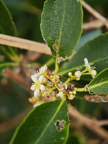 Gymnosporia cassinoides, photograph 5