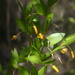 Persoonia oblongata - Photo (c) Rob Mann, algunos derechos reservados (CC BY-NC)