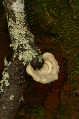 Microporus quarrei