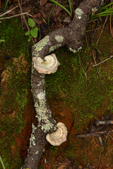 Microporus quarrei