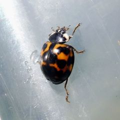 Harmonia axyridis