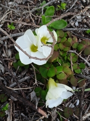 Oxalis depressa