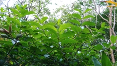Cephalanthus tetrandra