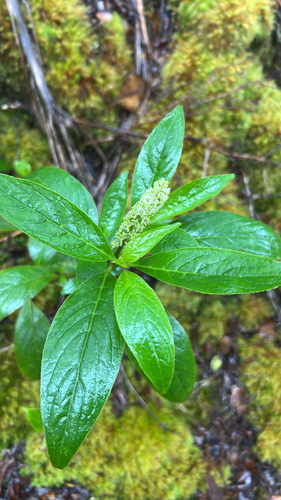 Phytolacca, 2026-07-22