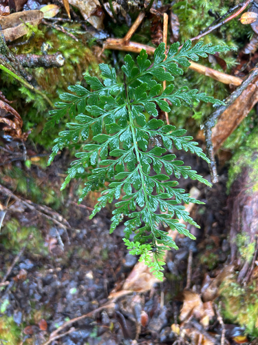 Asplenium sphenotomum observed 2026-07-22