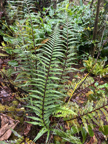 Asplenium polyodon, 2026-07-22