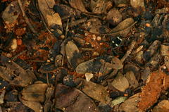 Eccoptoptera cupricollis