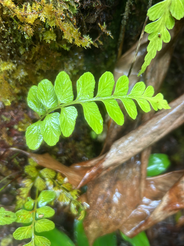 Asplenium lobulatum observed 2026-07-22