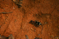 Eccoptoptera cupricollis