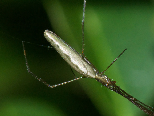 Tetragnatha nitens