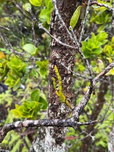 Korthalsella remyana observed 2026-07-22