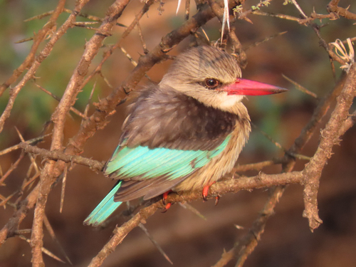 iNaturalist image