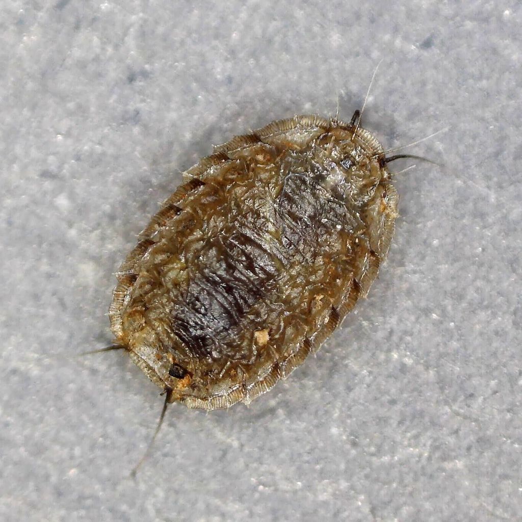 Lonchoptera