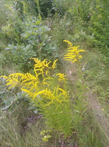 Canada goldenrod