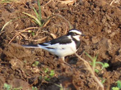 iNaturalist image