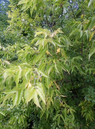 box elder