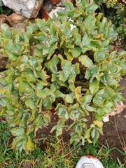 Crassula arborescens undulatifolia