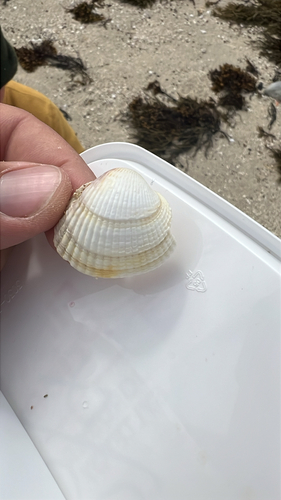 Common Cockle