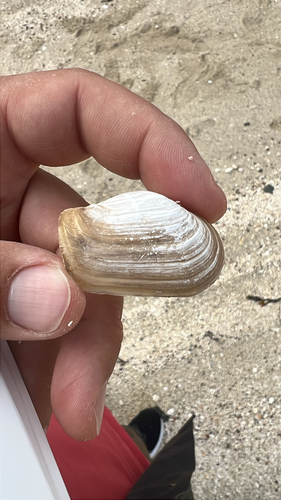 Truncate Softshell Clam