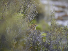 Poodytes punctatus punctatus
