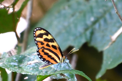 Mechanitis lysimnia utemaia